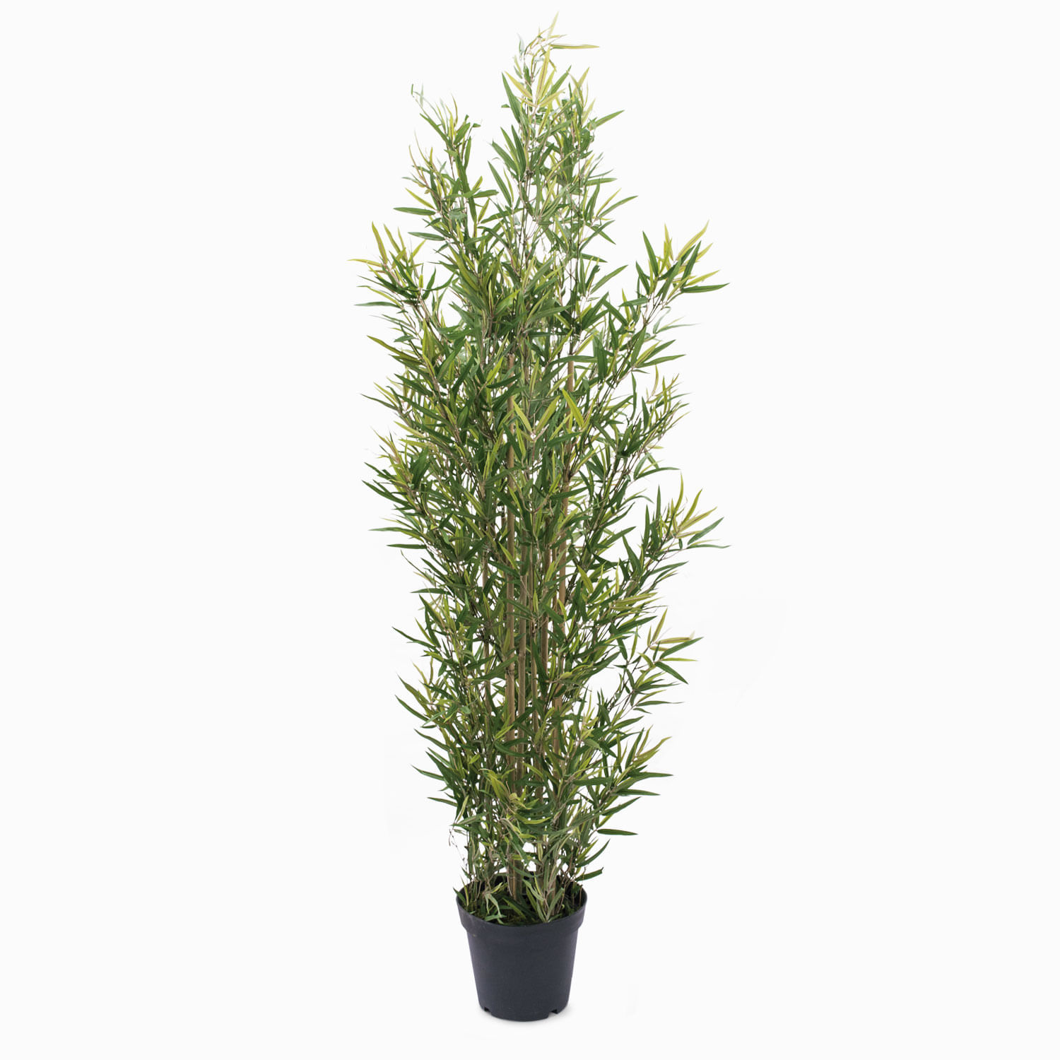 Planta bambú img #1