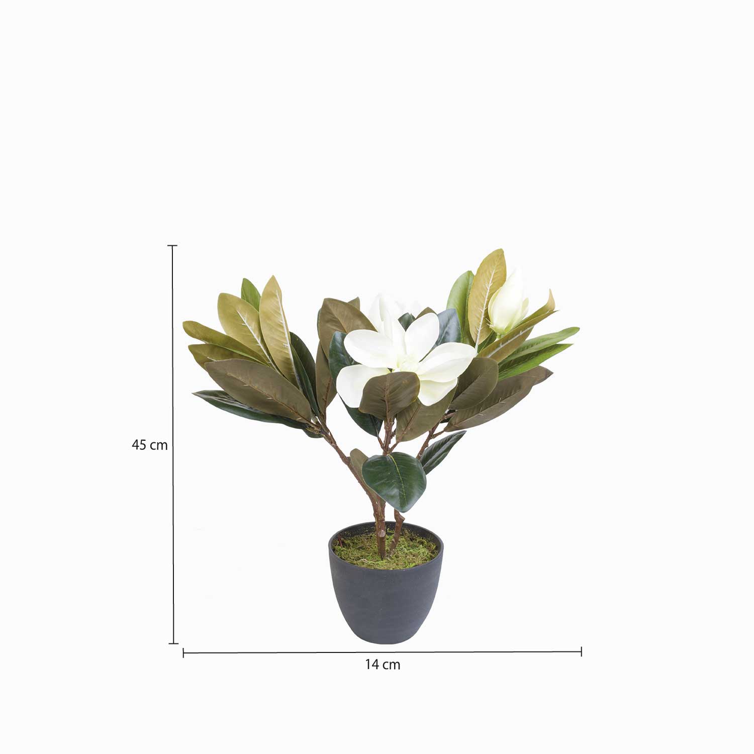 Lirio magnolia en maceta 45 cm img #2