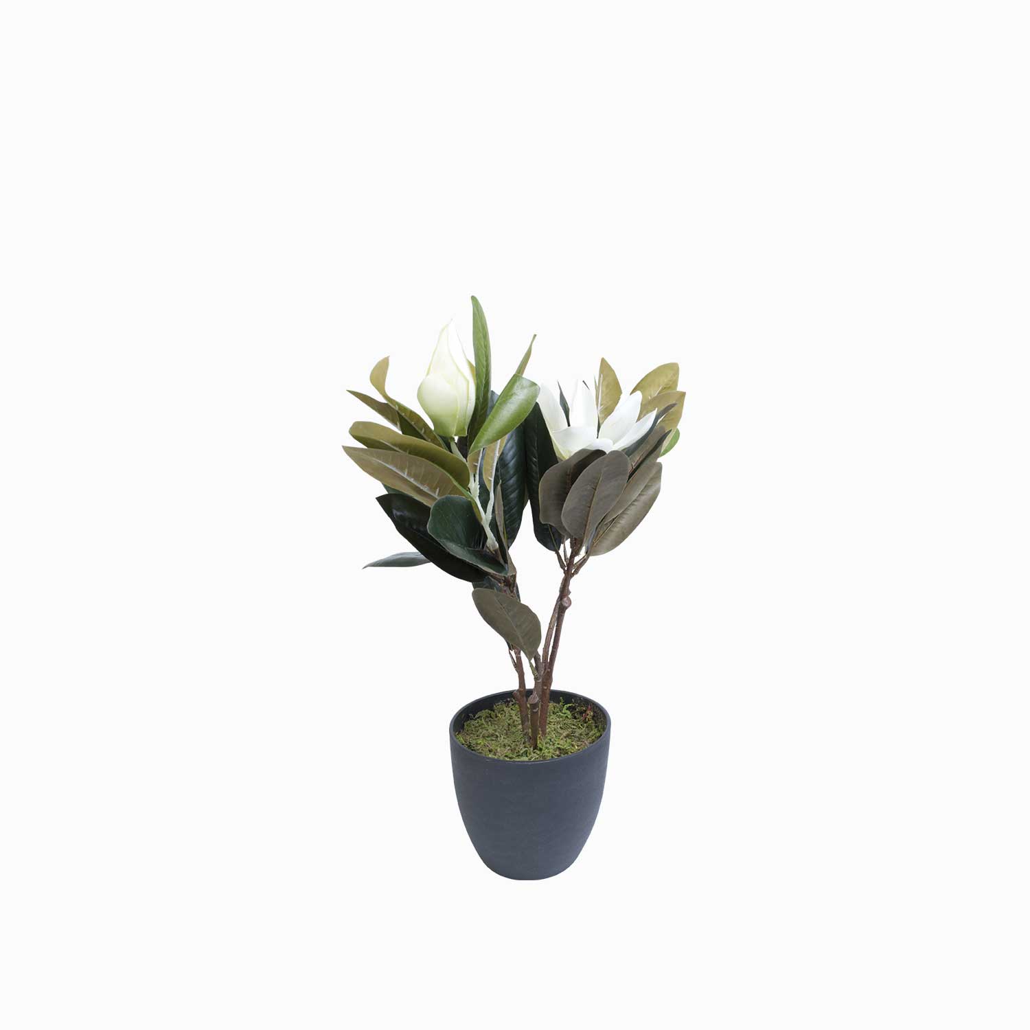 Lirio magnolia en maceta 45 cm img #1