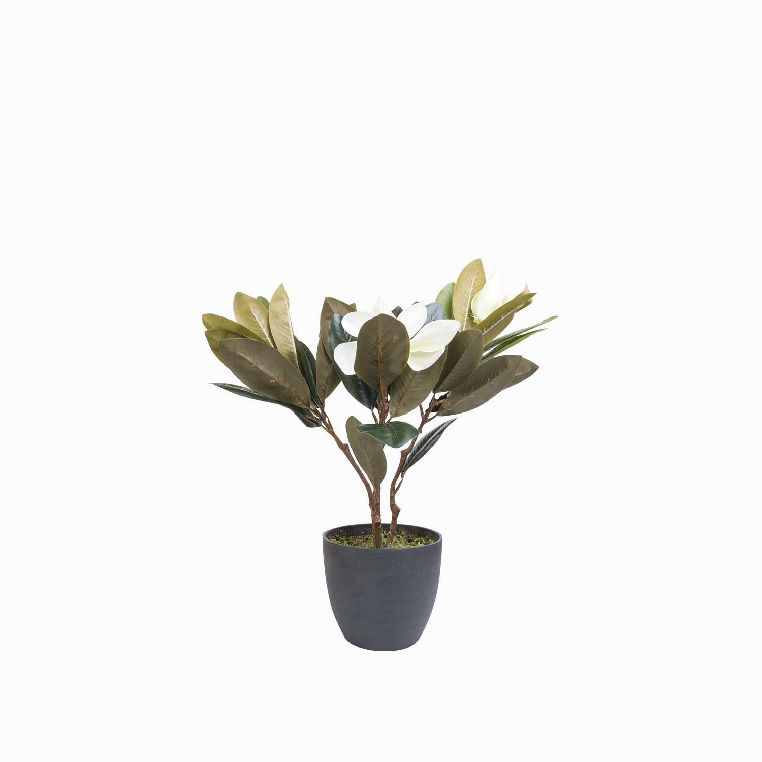 Lirio magnolia en maceta 45 cm img #3