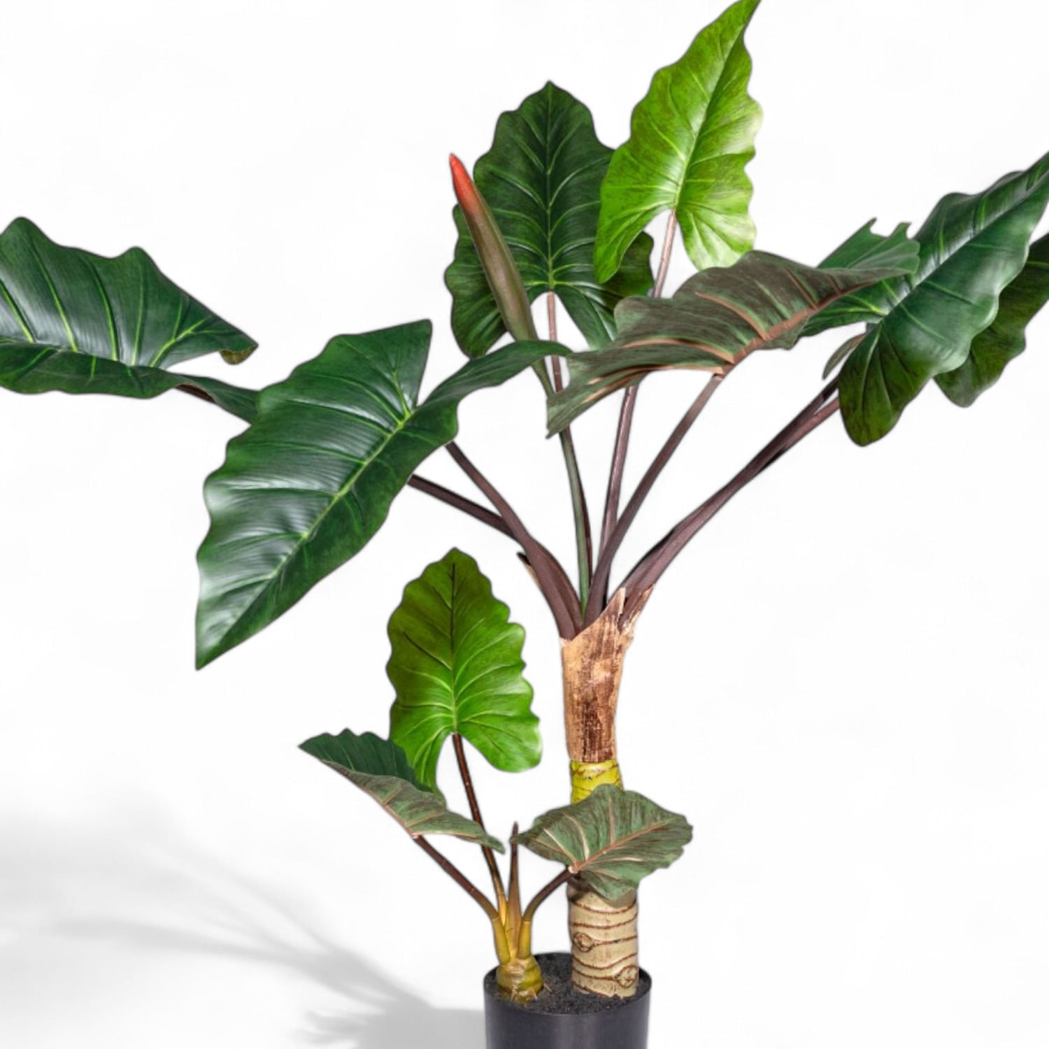 Alocasia 120cm img #2
