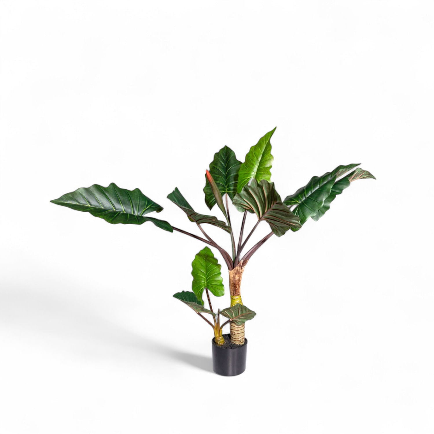 Alocasia 120cm img #1
