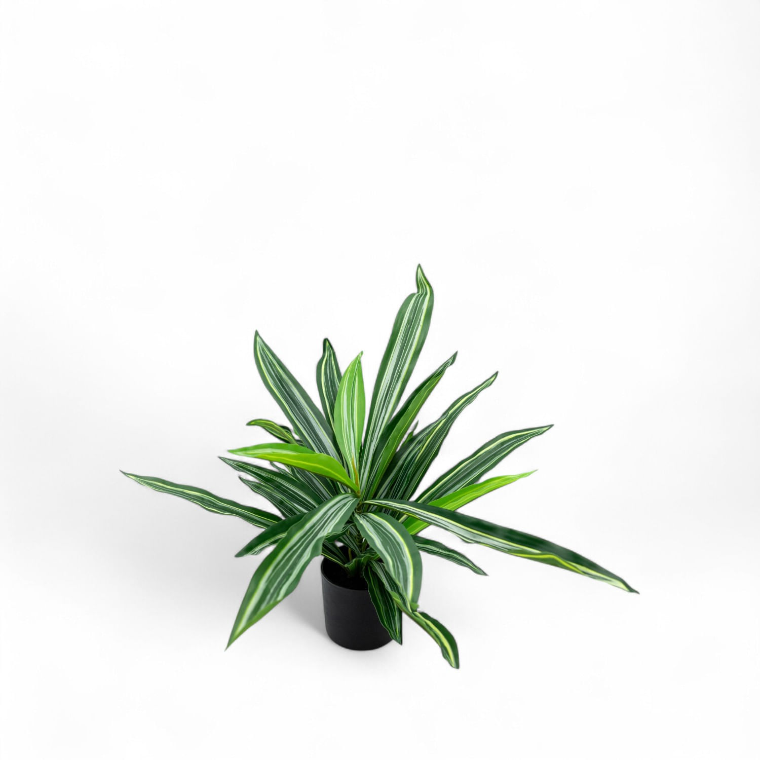 Dracena 60cm img #1