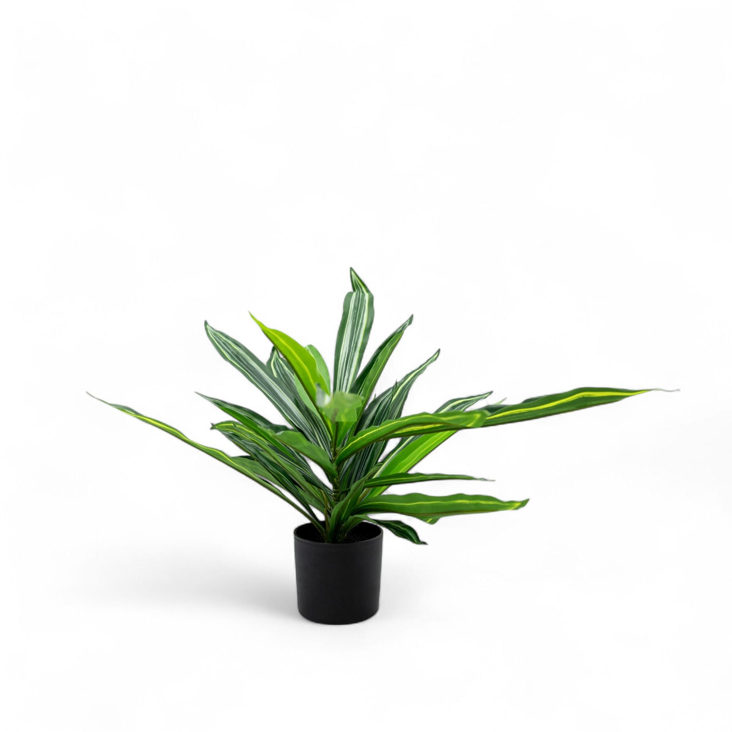Dracena 60cm img #2