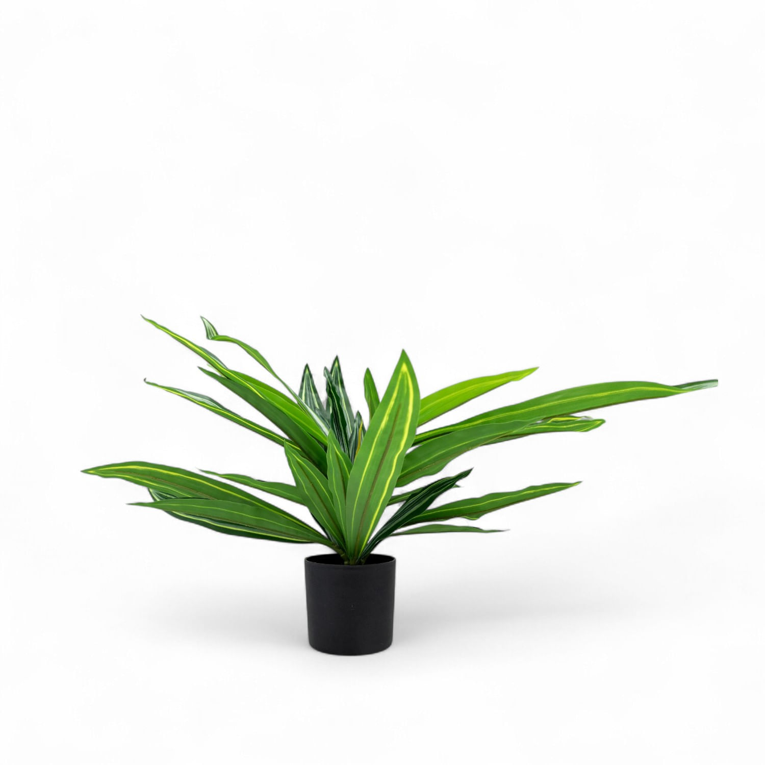 Dracena 60cm img #3