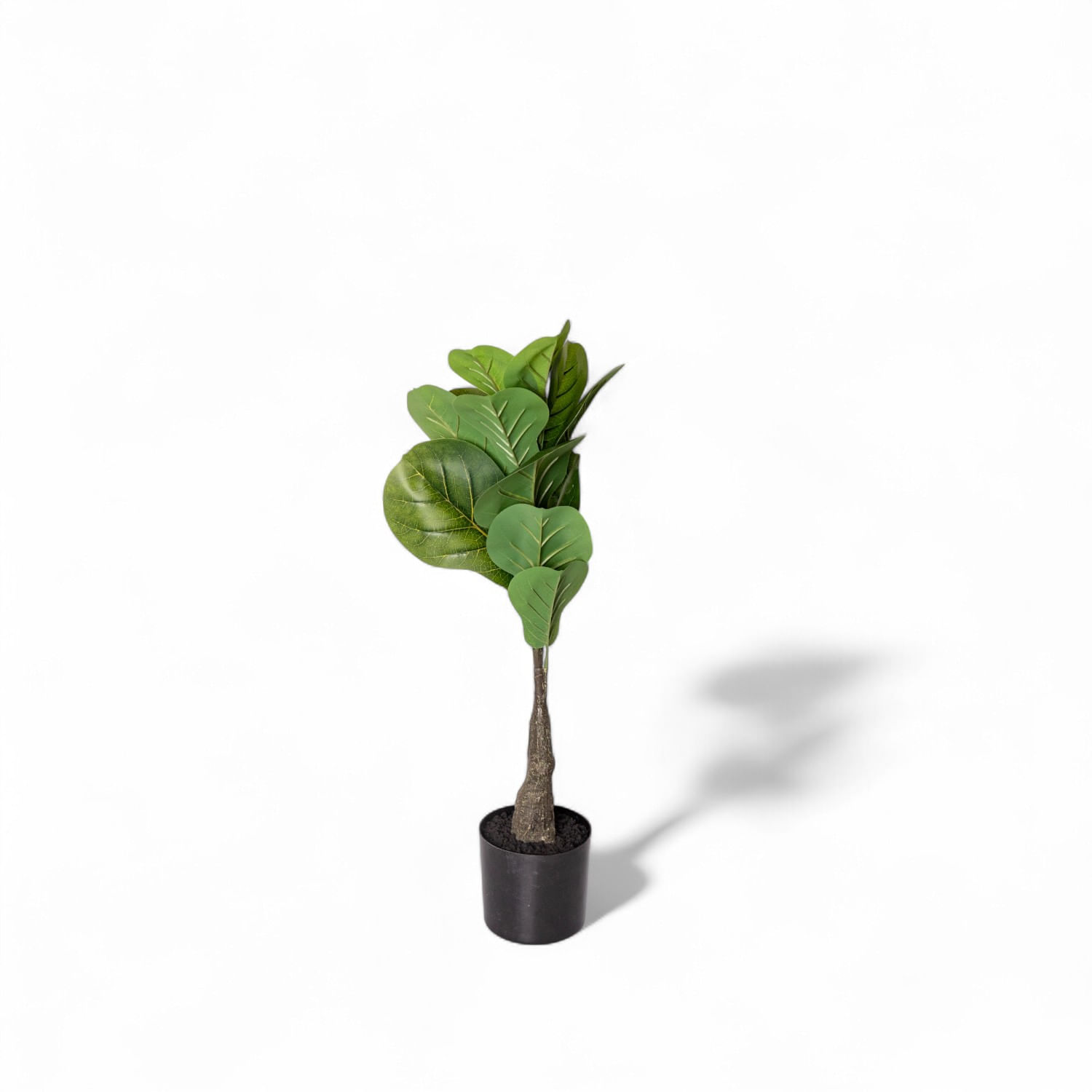Ficus lyrata 55cm img #1