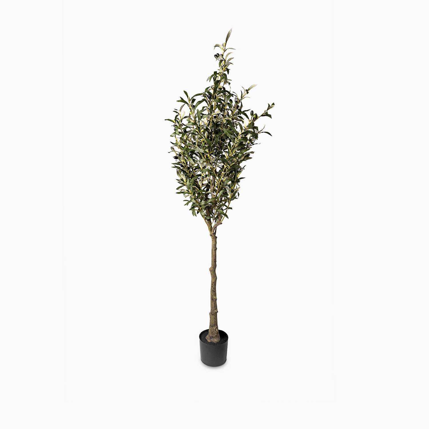 Olivo 180cm img #1