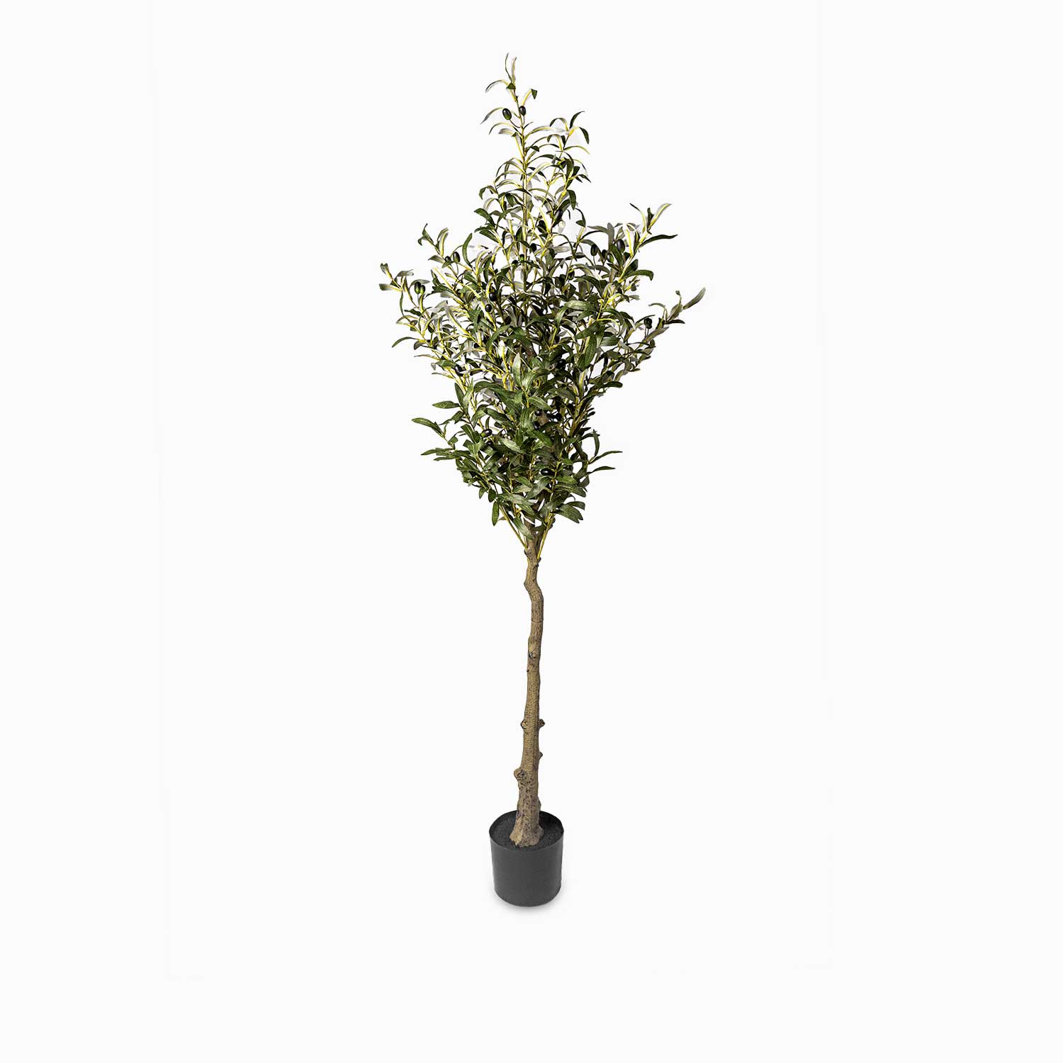 Olivo 180cm img #2
