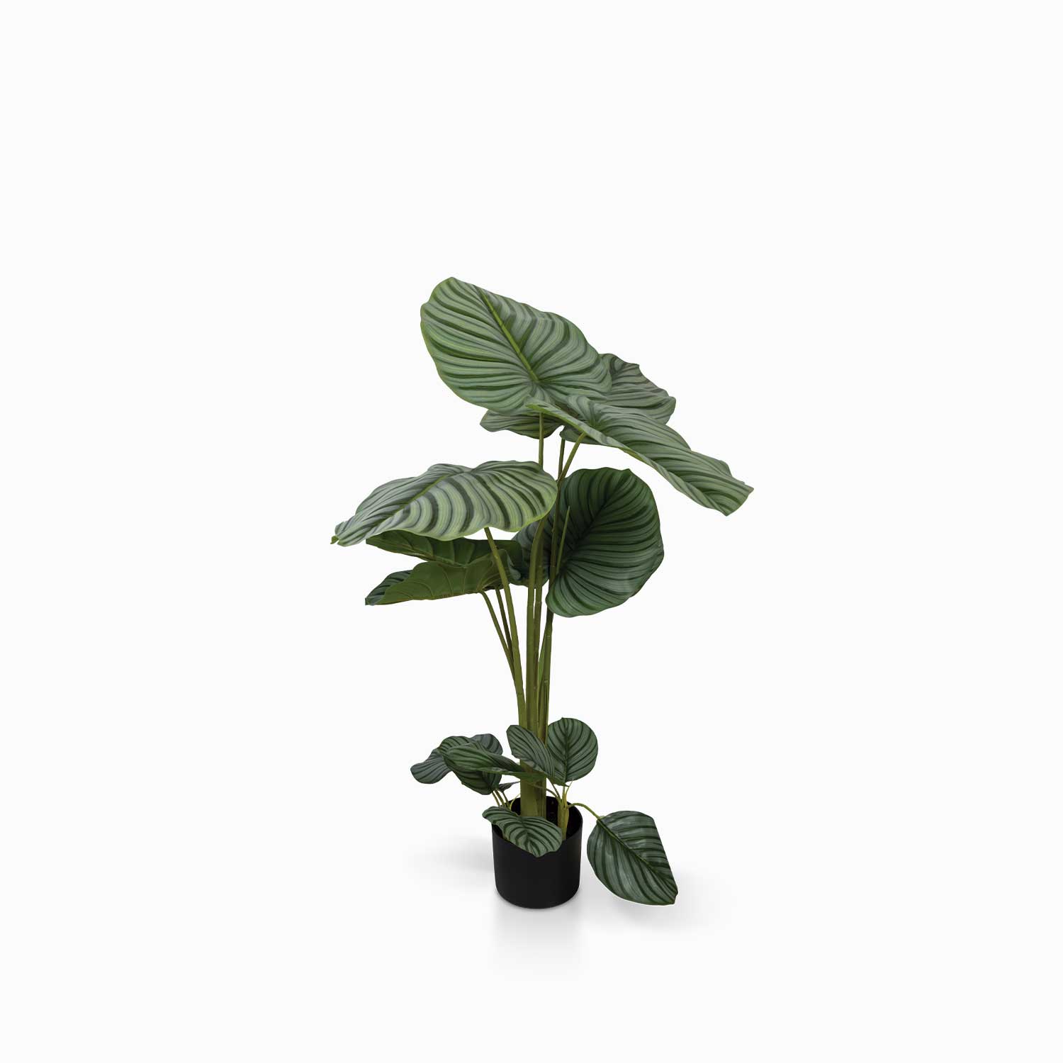 Planta Arruz img #1