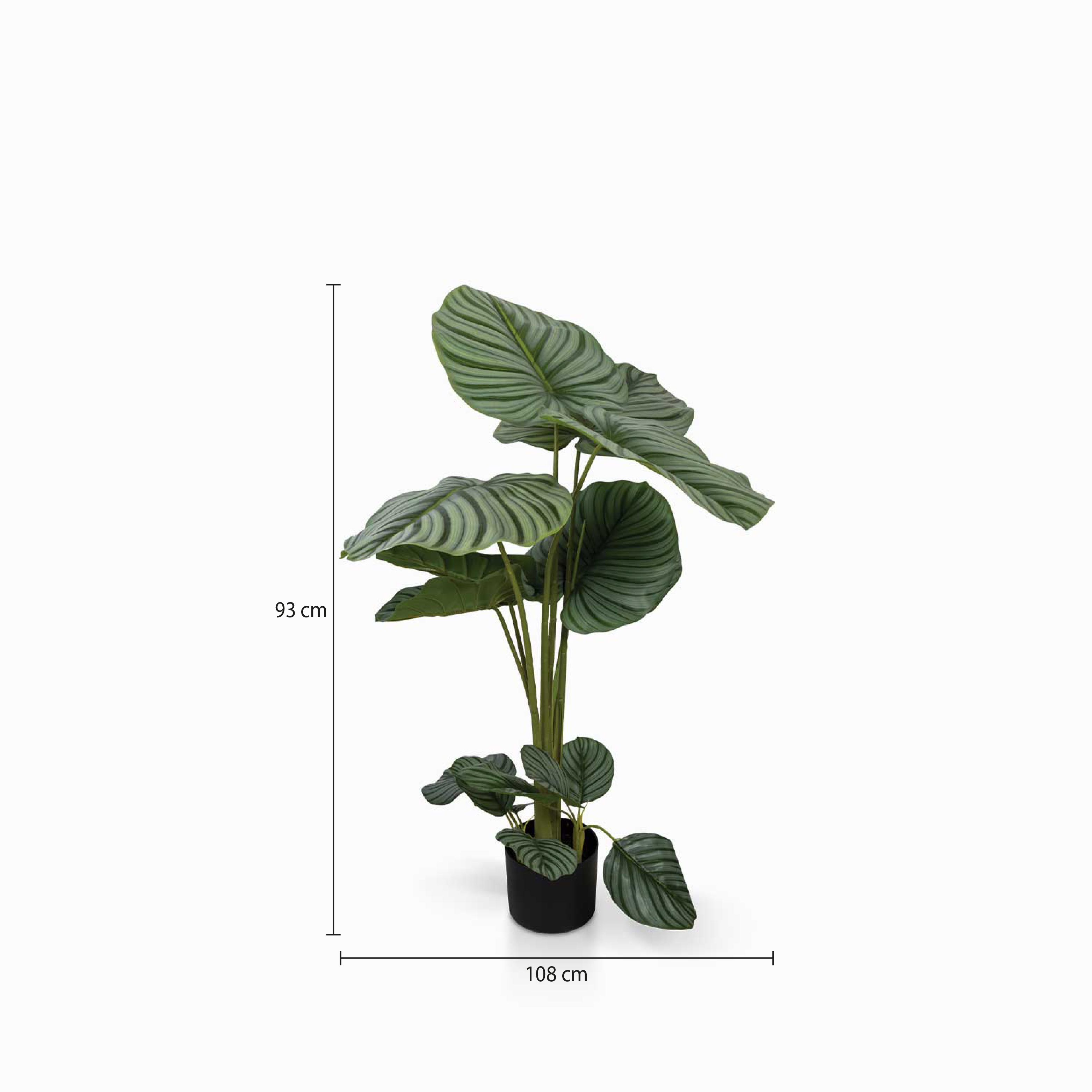 Planta Arruz img #2
