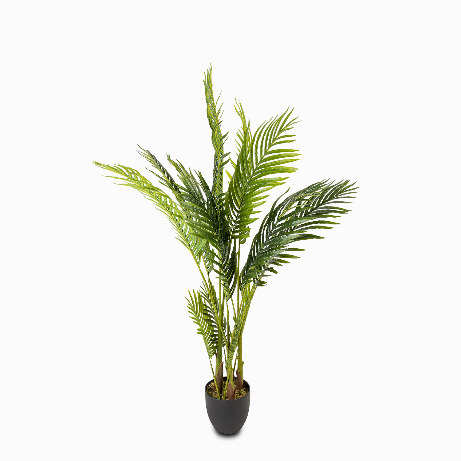 Palma Areca 120 img #1