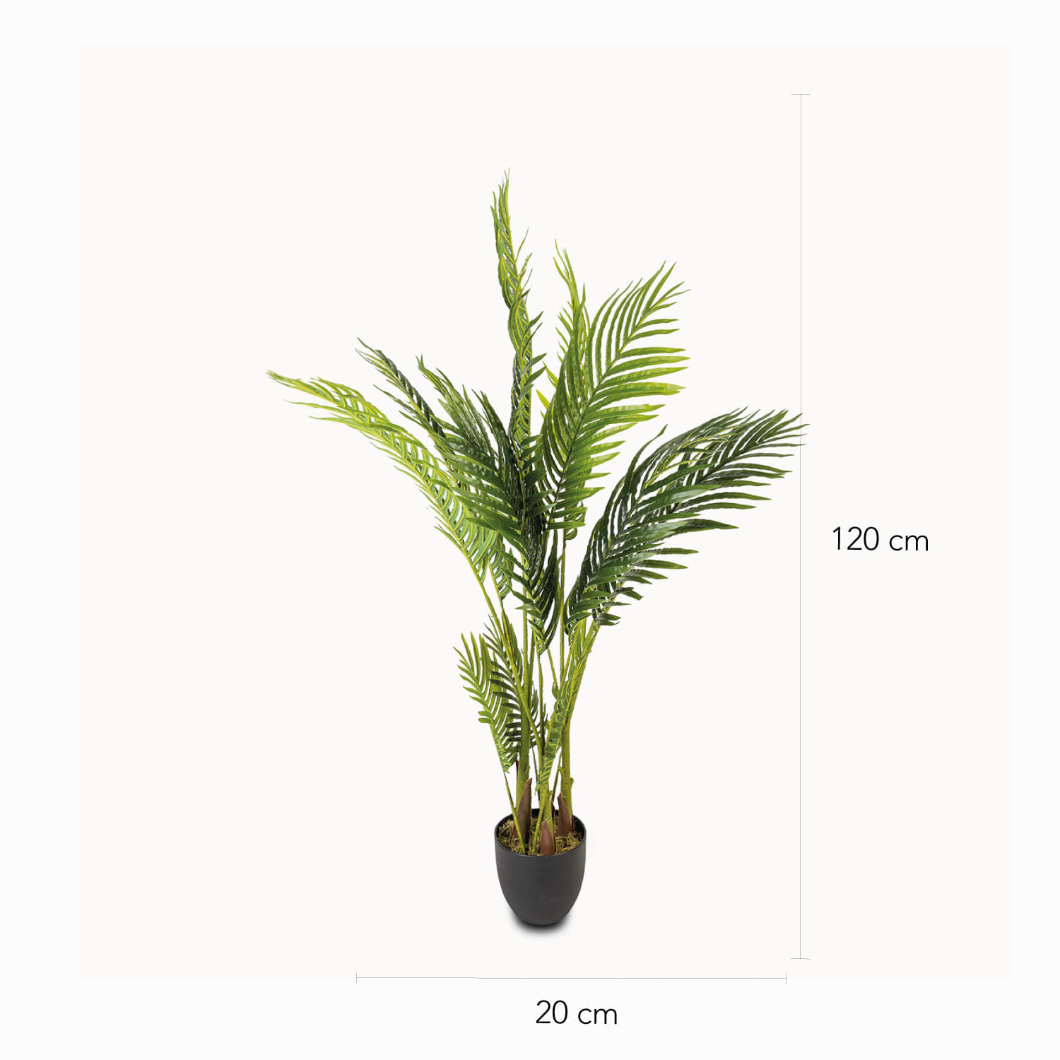 Palma Areca 120 img #2