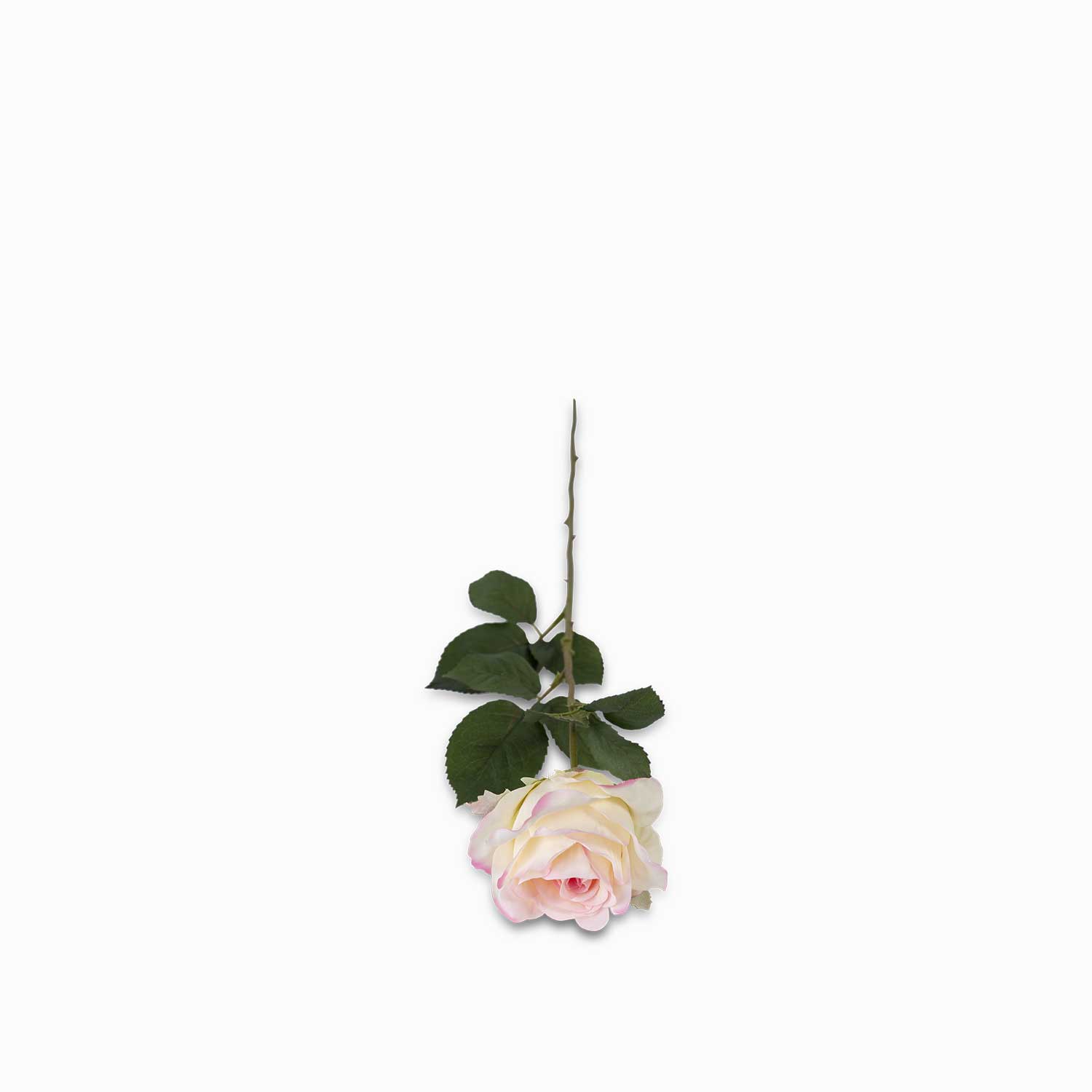 Rosa bordes rosados img #1