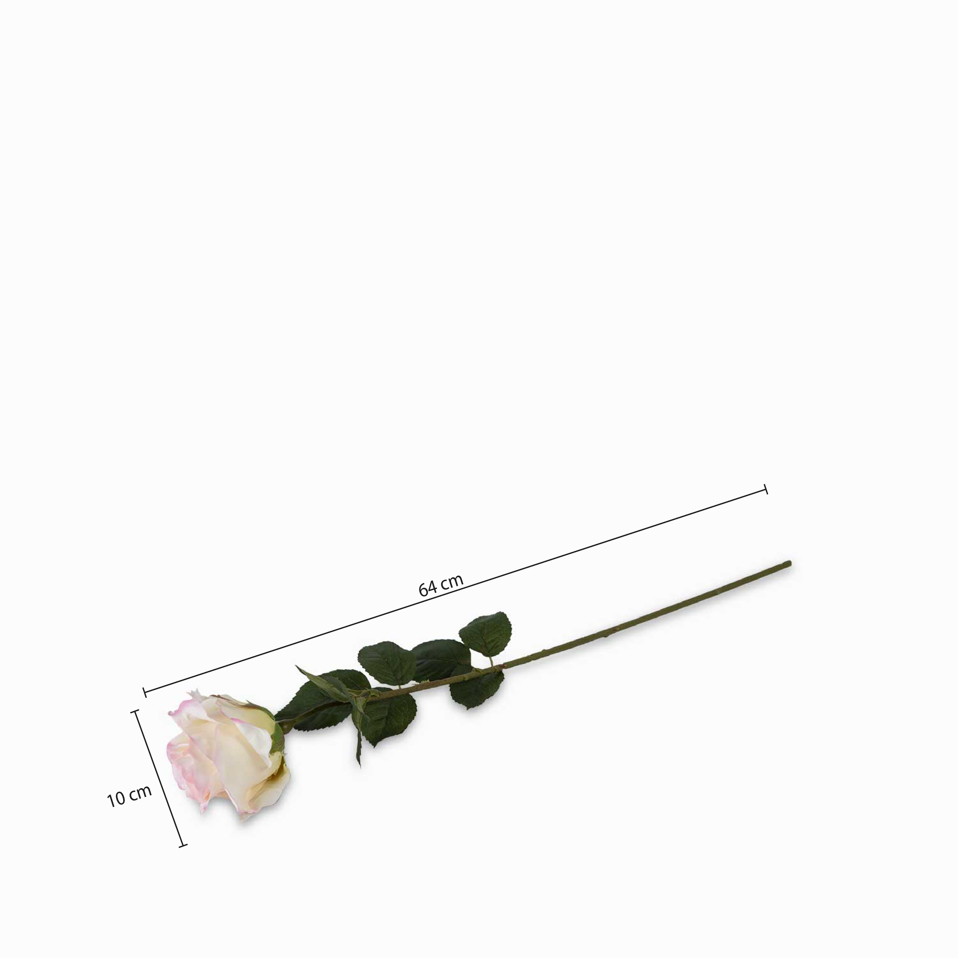 Rosa bordes rosados img #2