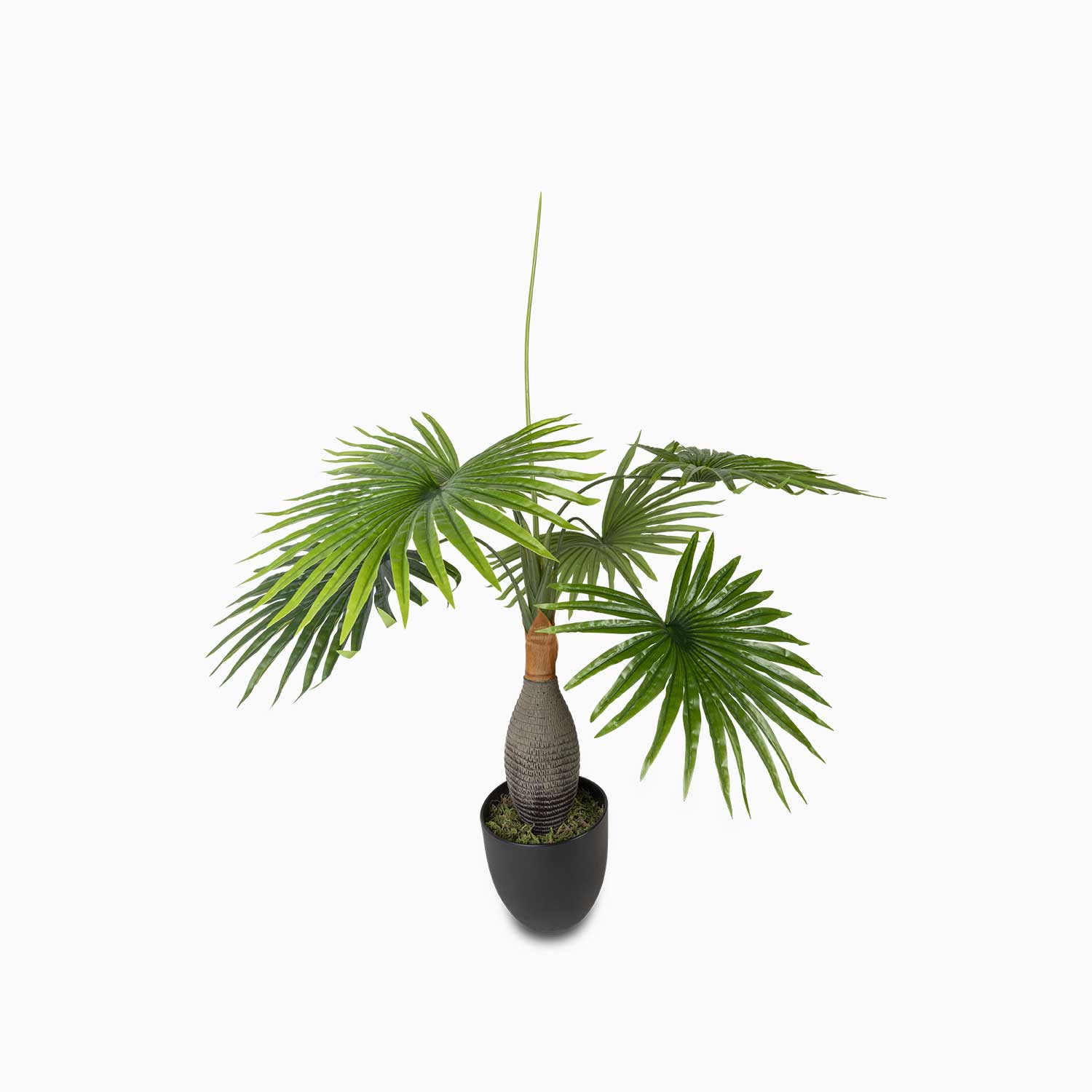 Palma washingtonia img #1