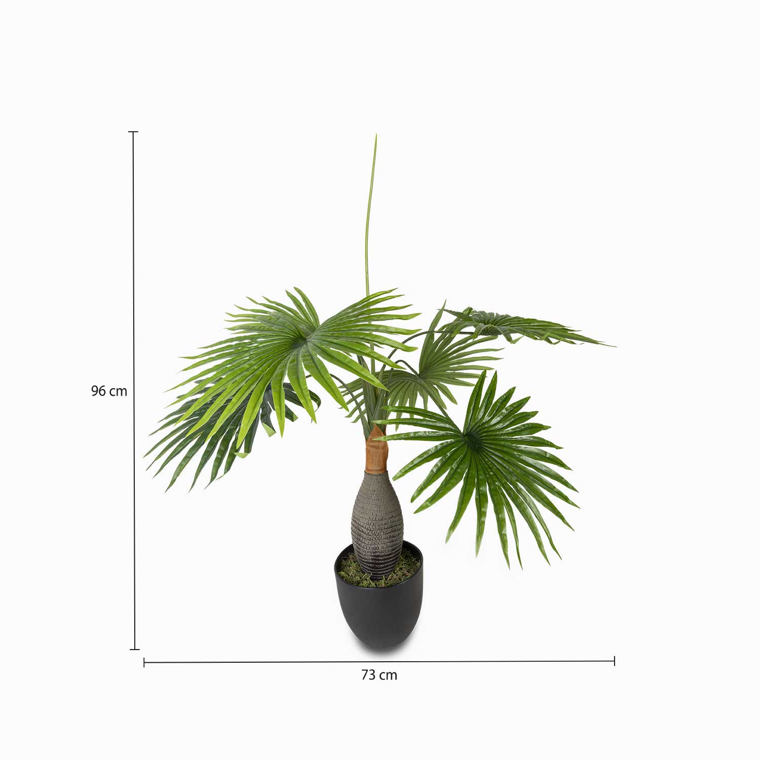 Palma washingtonia img #2