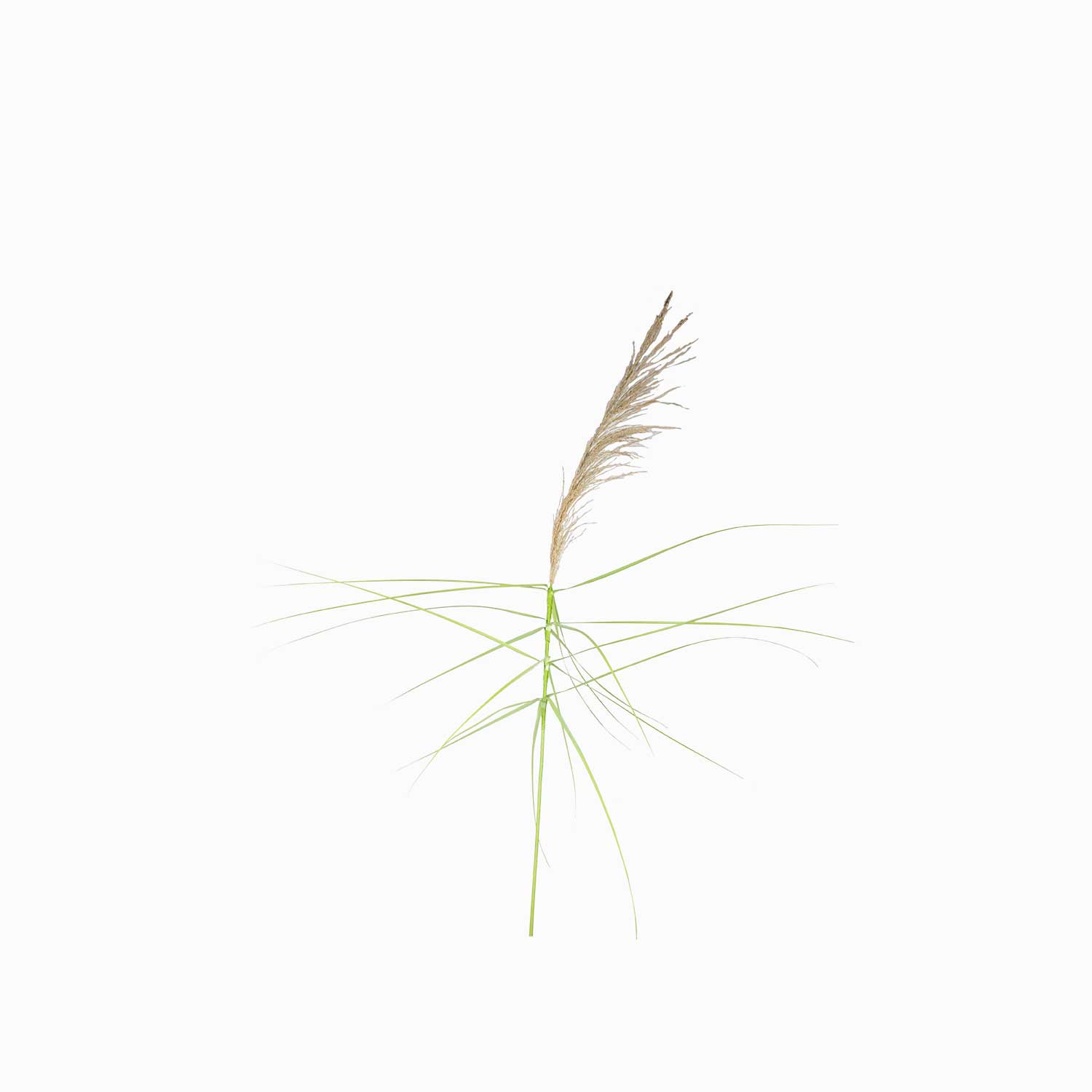 Junco natural 150cm img #1