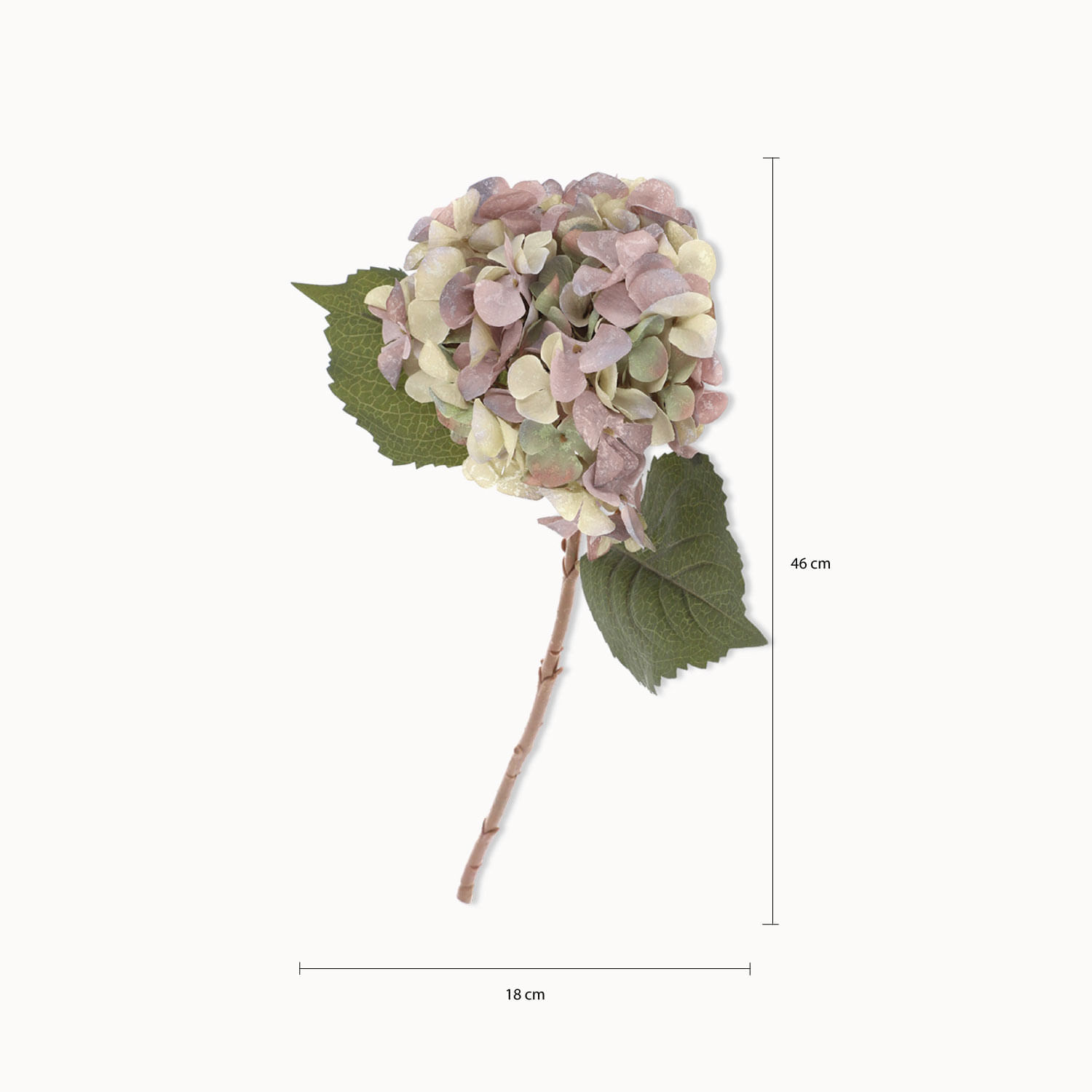 Hortensia Purpura img #2