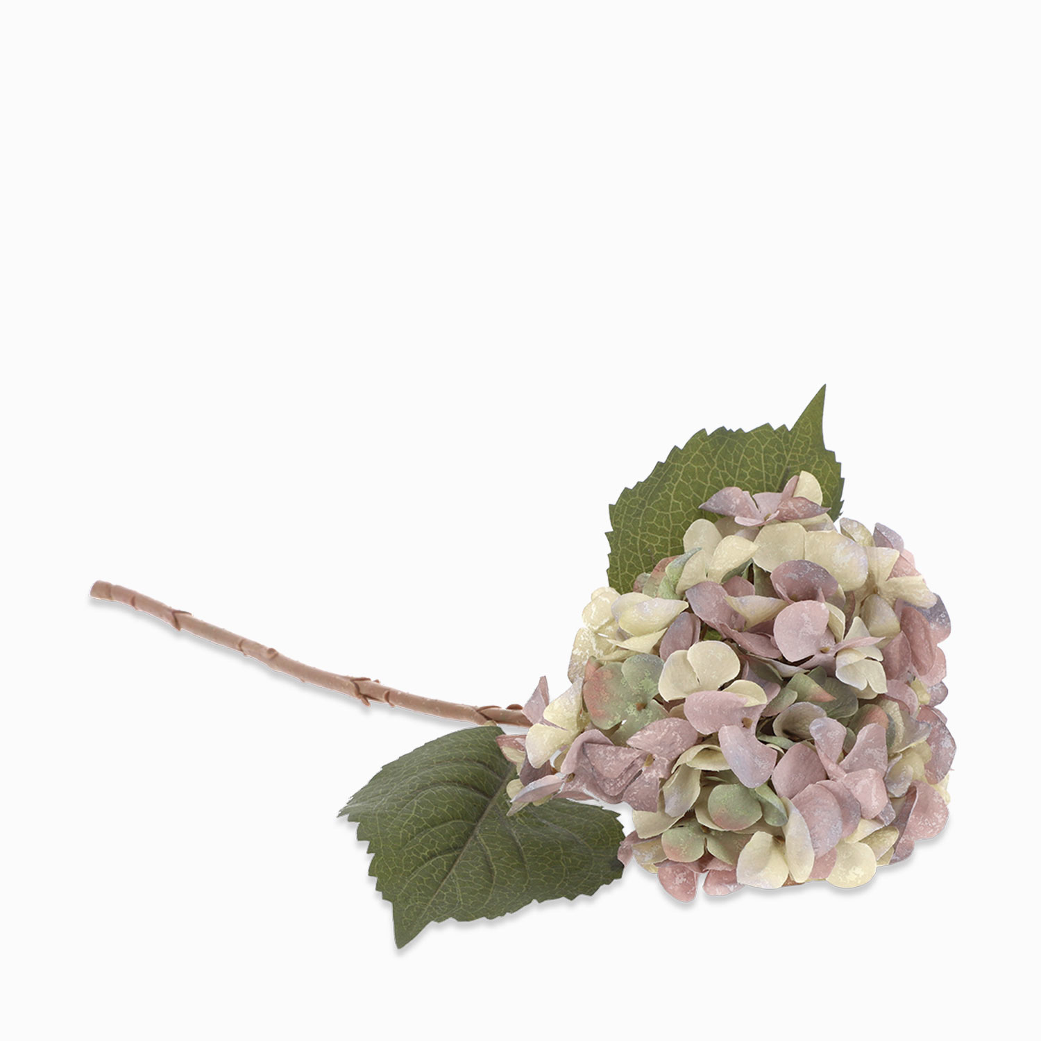 Hortensia Purpura img #1