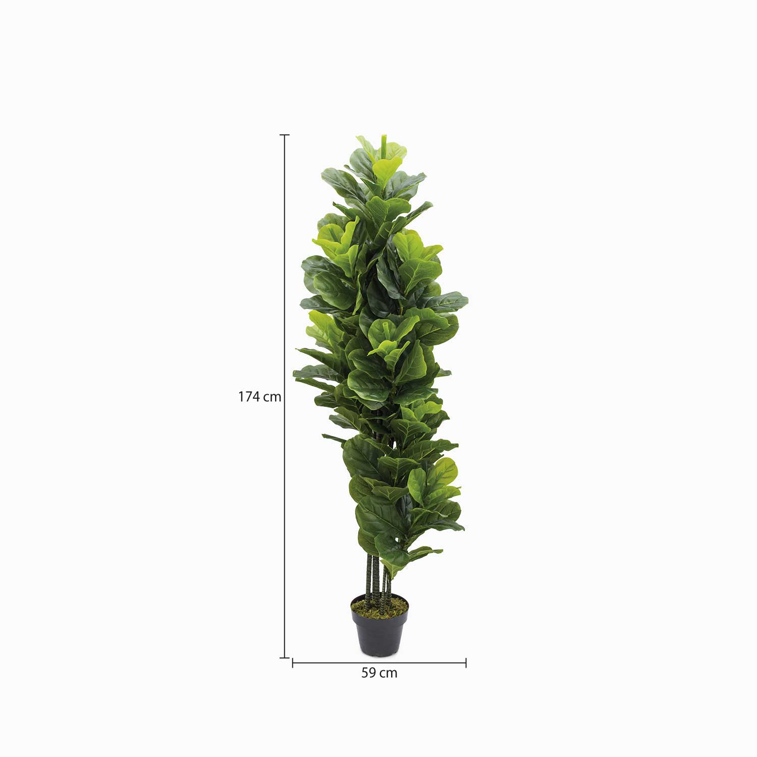 Planta Ficus Pandurata img #2