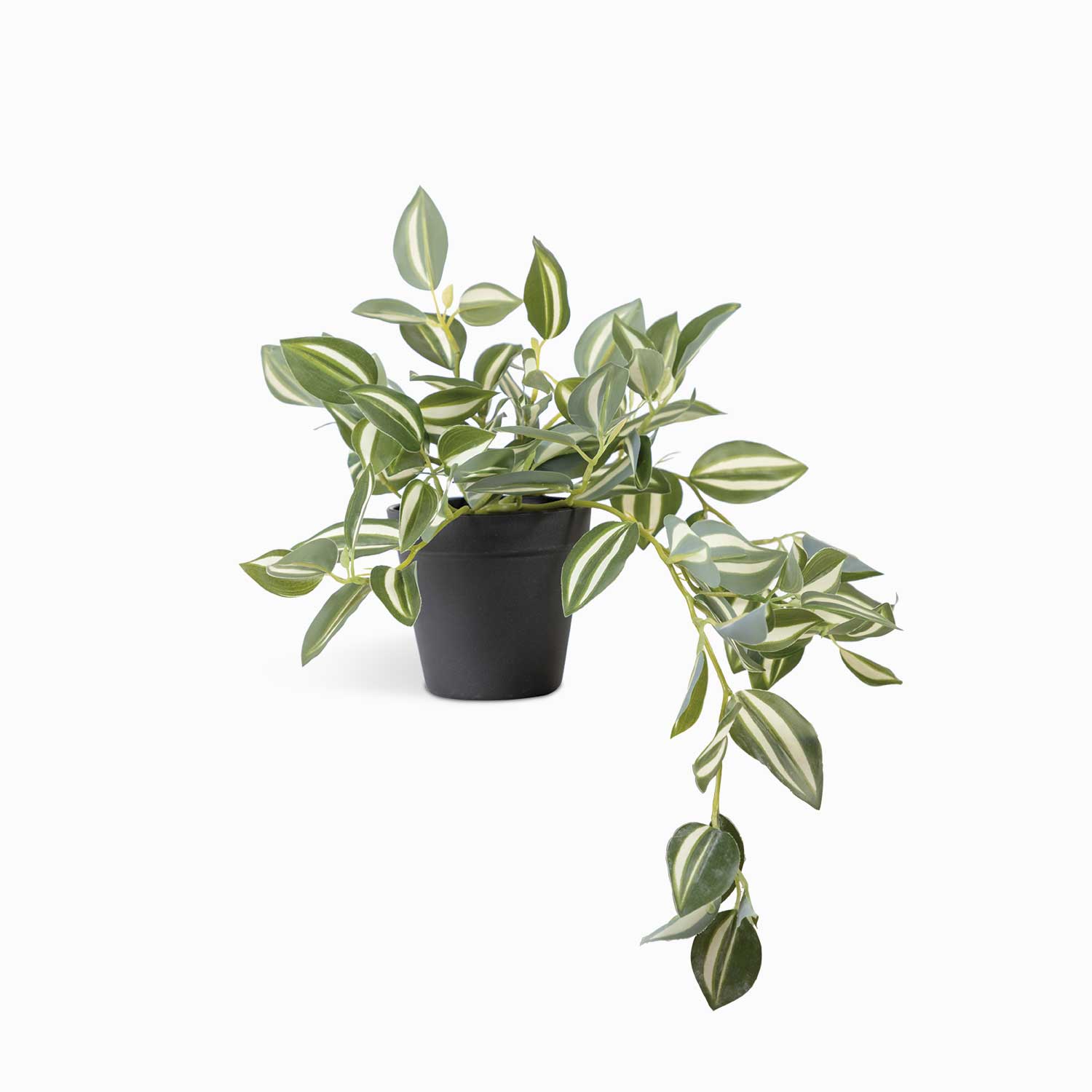 Planta Cantia Cebra img #1
