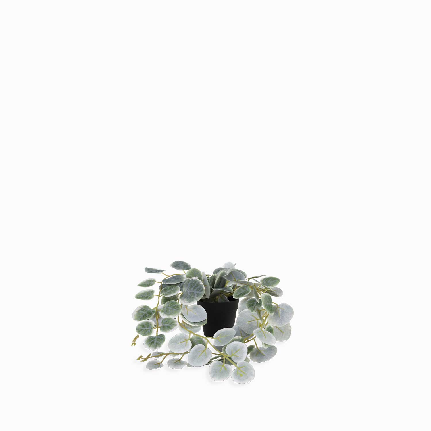 Planta Ceropegi img #1