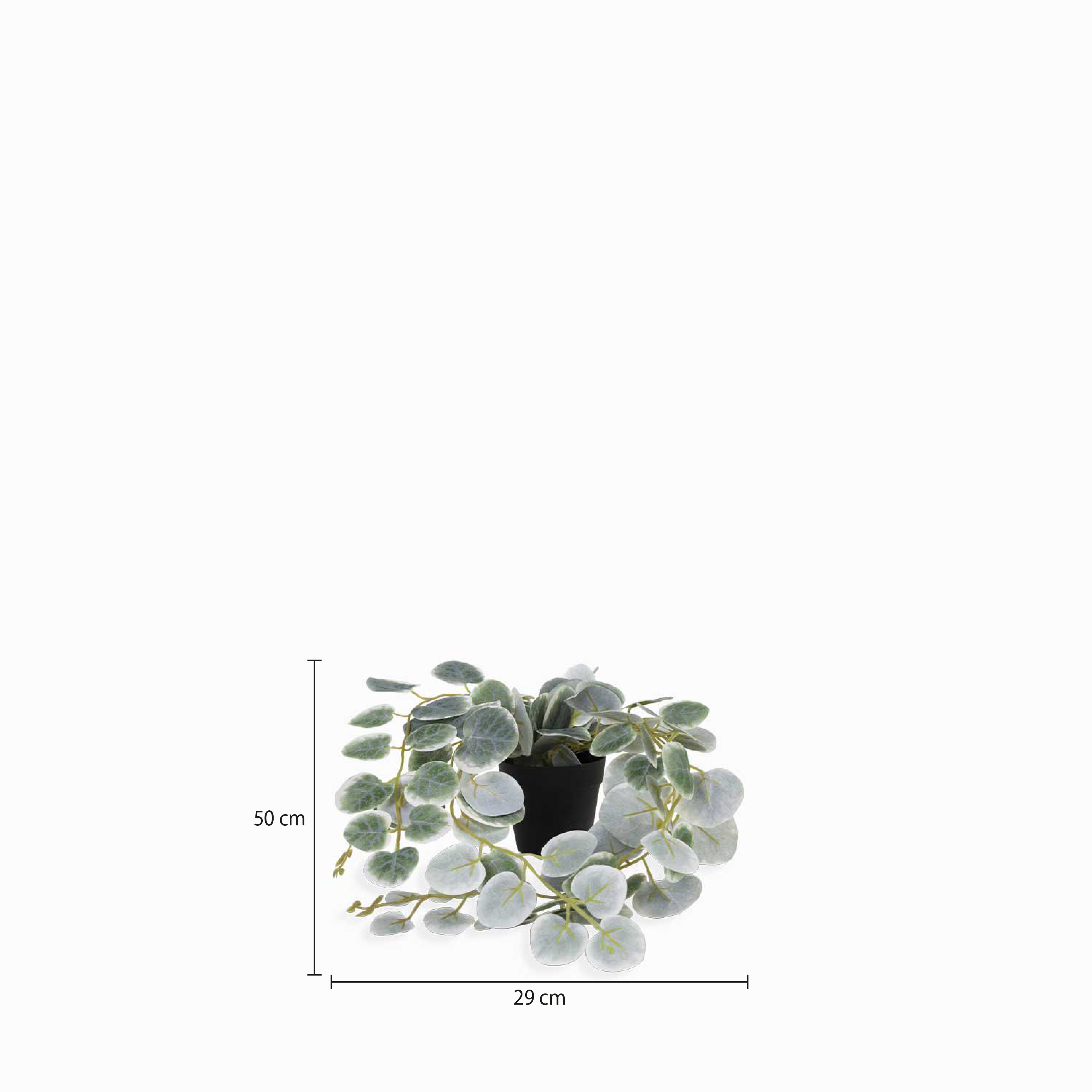 Planta Ceropegi img #2