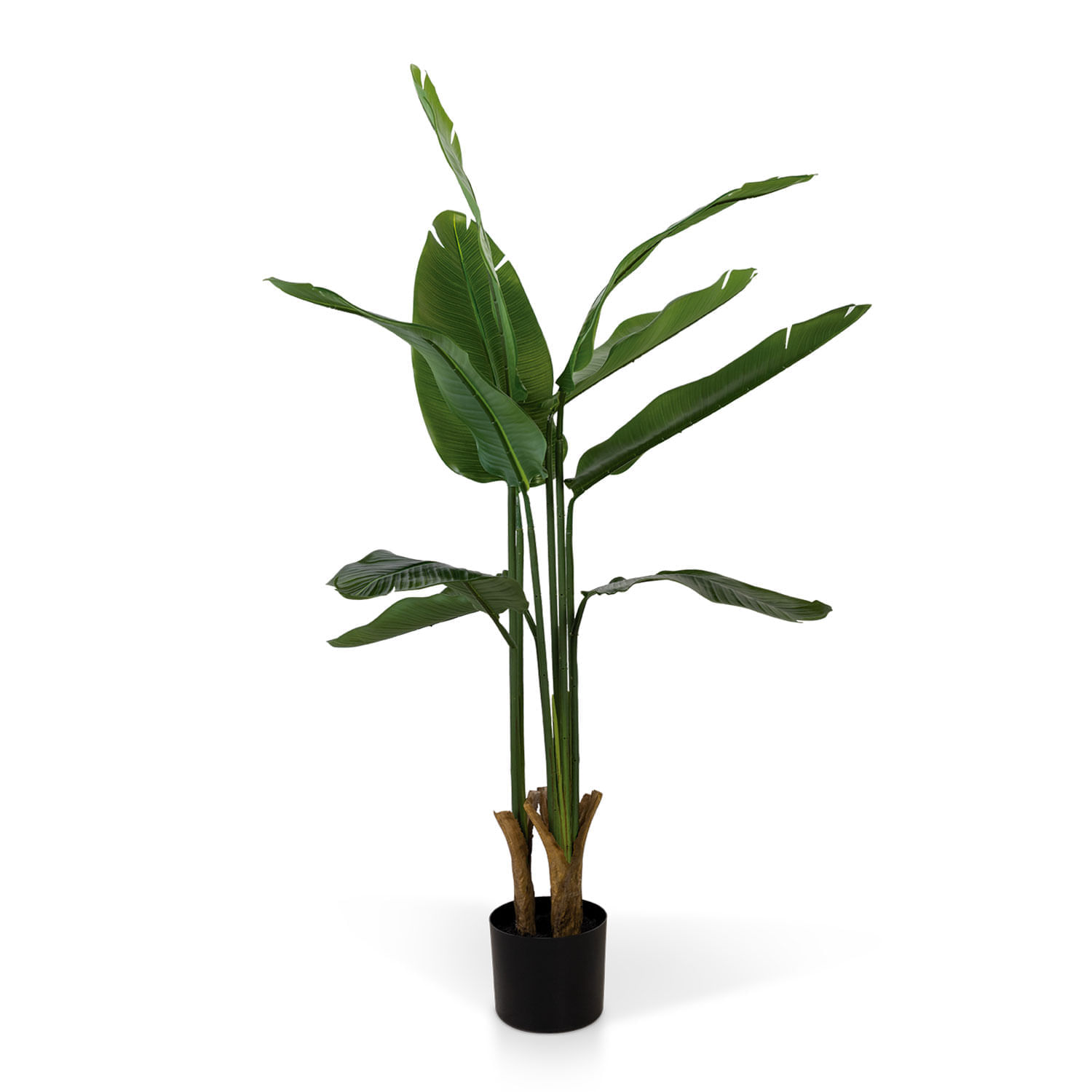 Planta Paraíso 110 cm img #1