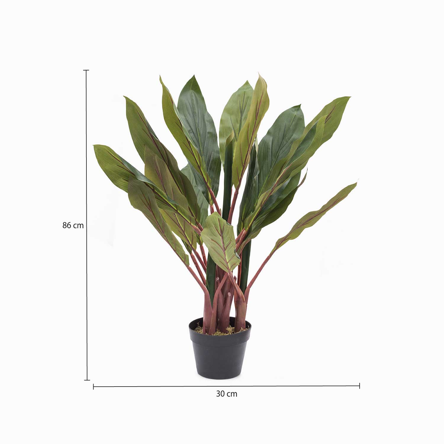 Planta dracena img #2
