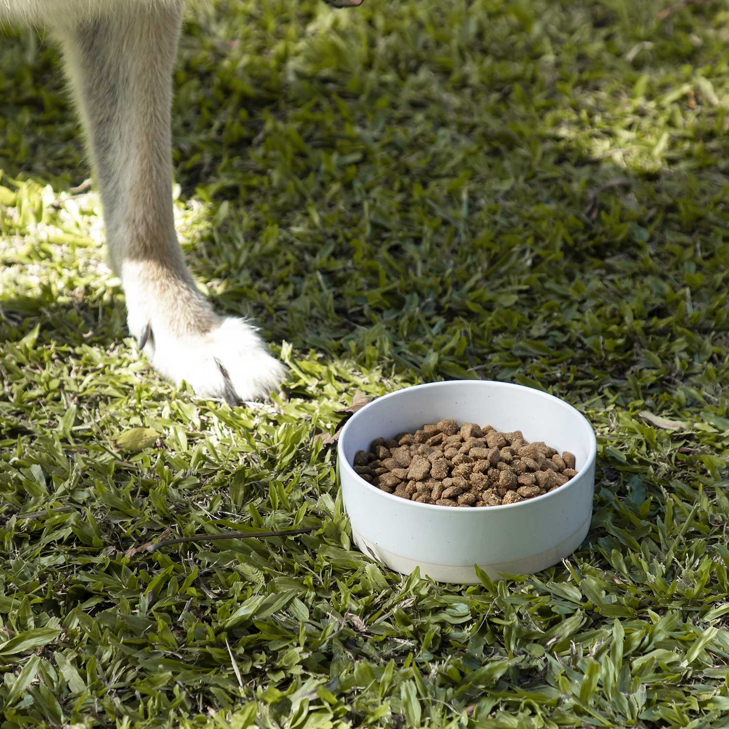Bowl para mascotas img #2