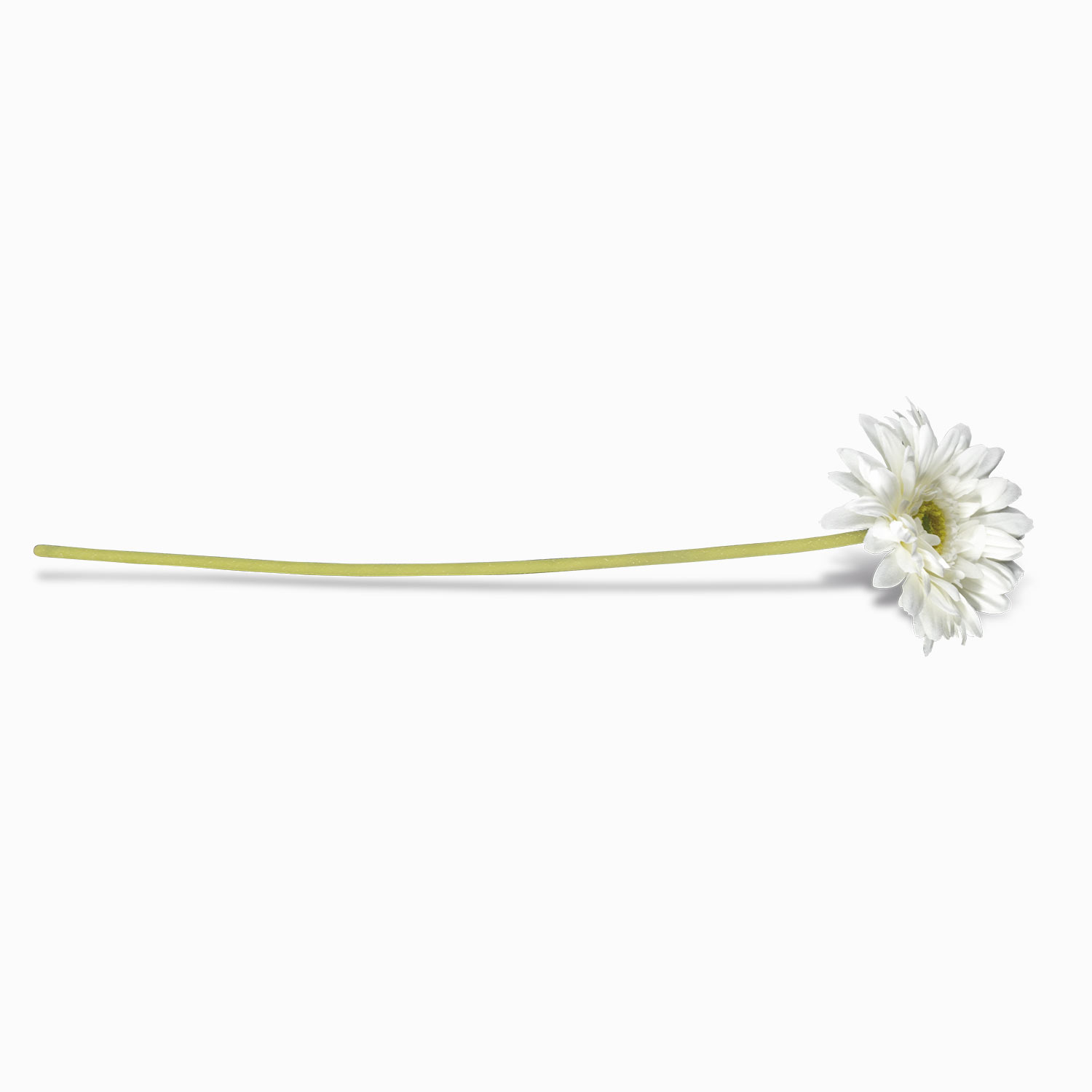 Gerbera blanca 47cm img #2