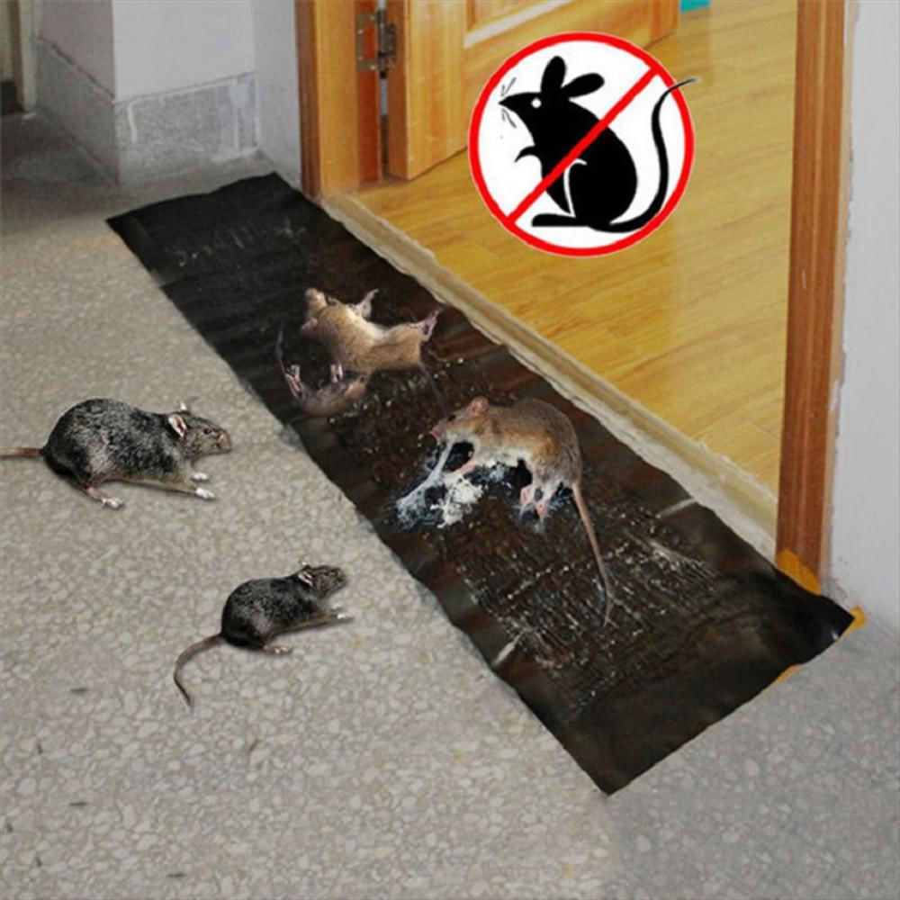 trampas para ratas