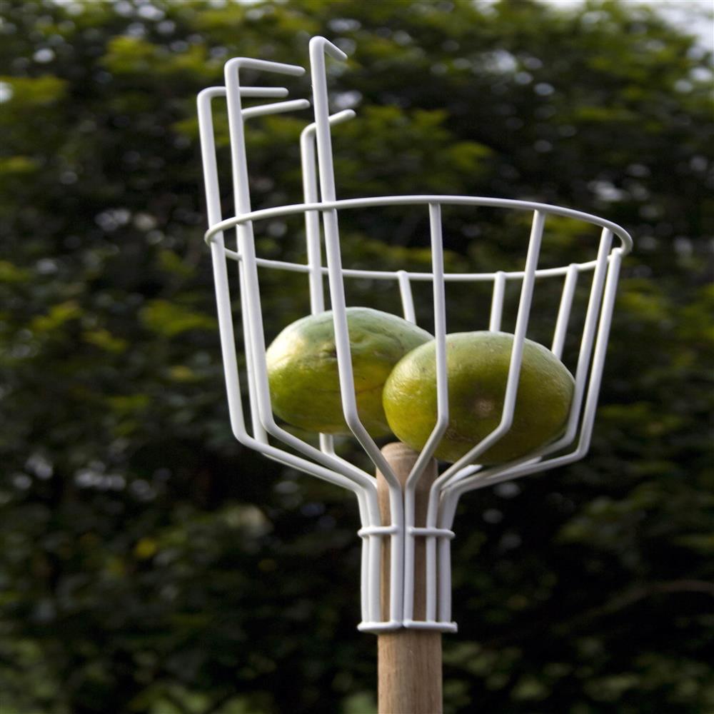 exito.com | Coge Fruta